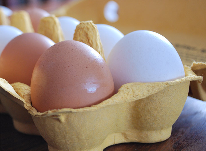 Skillnaden mellan vita och bruna ägg